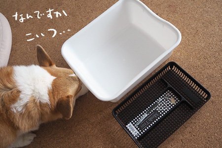 金魚鉢代わり