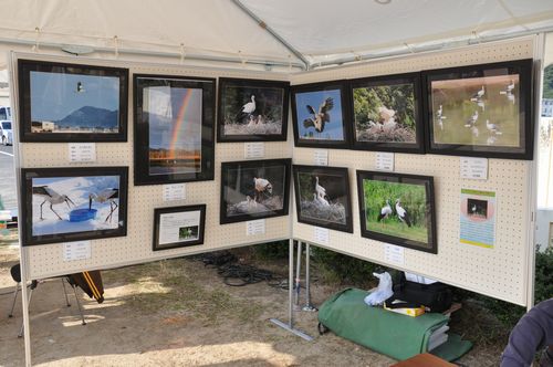 コウノトリネット京丹後の写真展示ブースの準備です