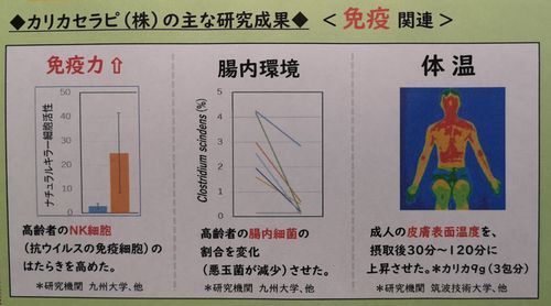 ¥«¥ê¥«¥»¥é¥Ô ¡Ê³ô¡Ë