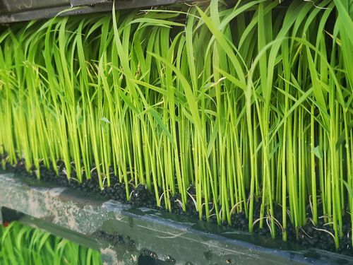 ��ǯ�Ϻ�ǯ��ꣴ���ᤤ�ΤǤ��ʤ꿭�ӤƤ��ޤ�