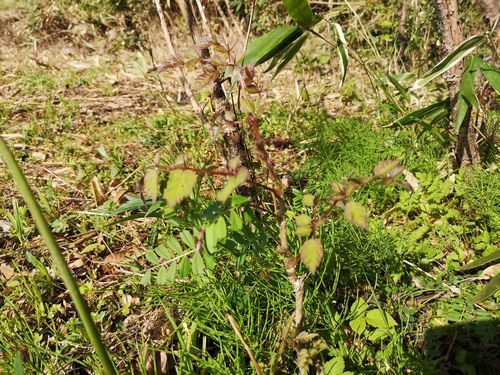 �㤤����Υ��ϥȥ�����Ω���ޤ�