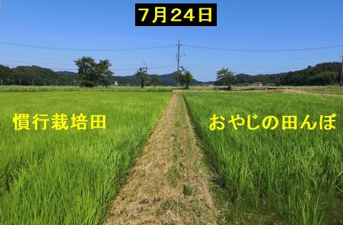 田植え後60日経ち