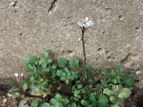 ���ͥĥ��Хʤ�餭�Ϥ�ޤ���