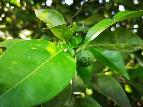 �楺����̤����ʤ��Ǥ�