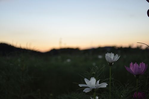 秋の主役のコスモスが立秋を待っています。