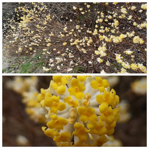 �ߥĥޥ�������ֳ�����