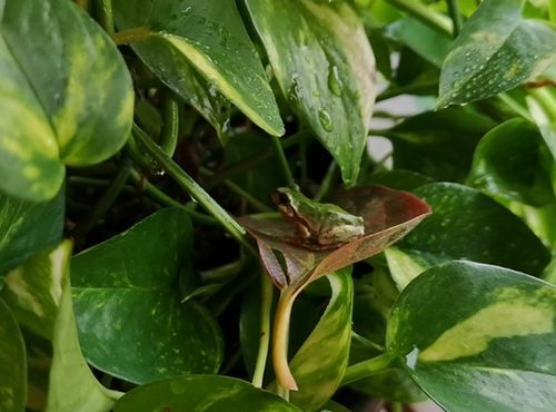 ¥¢¥Þ¥¬¥¨¥ë¤Î¼¡Ïº¤¯¤ó¤¬²¾Æþµï¤·¤Þ¤·¤¿