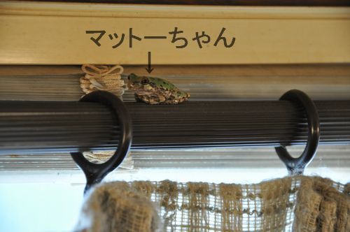 ��ϵ��㥢�ǥ󤵤�˥����ҡ�������ˤ����ޤ�����