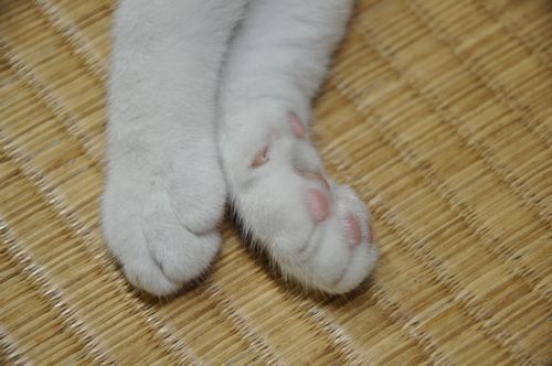 ミーちゃんを探しに