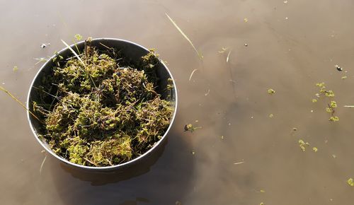 É⤫¤Ù¤¿¥Ü¡¼¥ë¤Ë°Ü¤·¤Ê¤¬¤é¤Îºî¶È