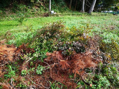 ¥â¥ß¥¸¡¢¥µ¥ë¥¹¥Ù¥ê¤ÈȲºÎ¤·¤¿¸Ï¤ì¾¾