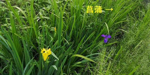 ¾Ô³÷¤È¶¦¤ËÀ¸¤¨¤Æ¤¤¤Þ¤¹