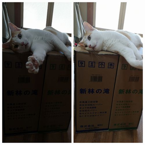 ���줳�졢���ʤξ�˾�äƤ����ܤ��衪