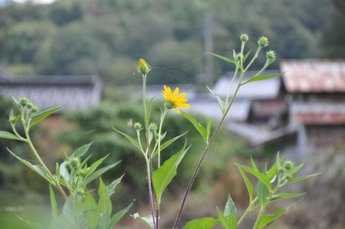 ����������ڡ˺�ǯ���ƥ�������β֤��餭�ޤ���