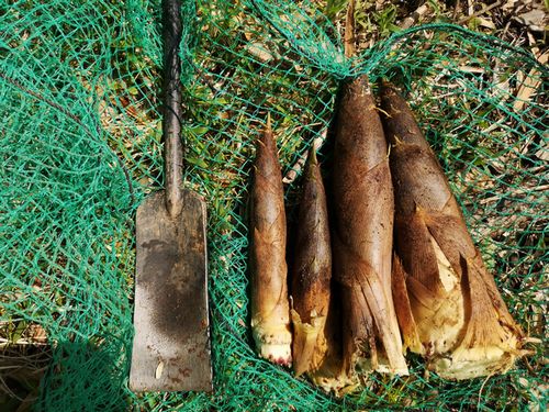 �⤦������Ϻ٤��Τ�����