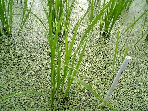 ����Ϥ������礭���ʤ�ޤ���