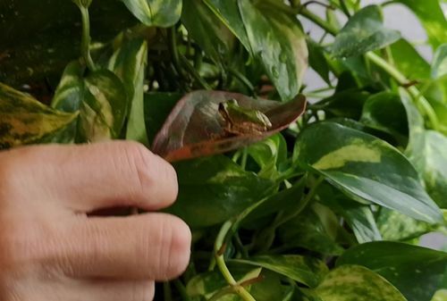 ¥Ý¥È¥¹¤ÎÍդξå¤Ë°Üư