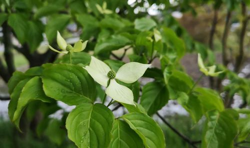 ¥ä¥Þ¥Ü¥¦¥·¤Î²Ö