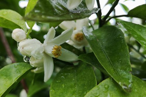 ¥¹¥À¥Á¤Î²Ö