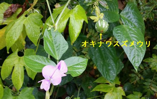 �����ʥ凉���ᥦ��⥳�ܥ��Ǥ�