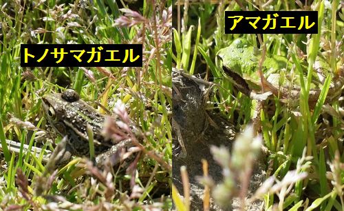 ¥È¥Î¥µ¥Þ¥¬¥¨¥ë¡©¤È¥¢¥Þ¥¬¥¨¥ë
