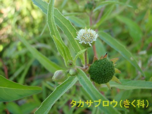 ?���������֥����ʤ����ʡ�