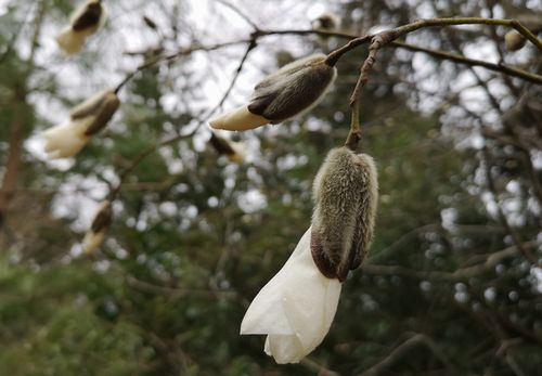 ���ॷ�Ф��餭�Ϥ�ޤ���