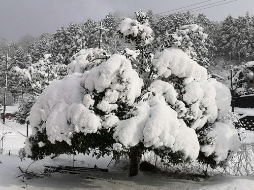 Äí¤Î¶âÌÚºÔ¤ÏÀã˹»Ò¤¬½Å¤½¤¦