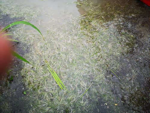 ���̤Υ��ʥ����⤤�Ƥ��ޤ���