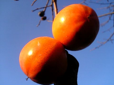 Äí¤Î½Â³Á¡¡£²¤ÄÃçÎɤ¯ÀĶõ¤ÎÃæ¤Çµ¤»ý¤Á¤è¤µ¤½¤¦¤Ç¤¹