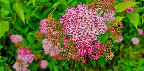 ¥·¥â¥Ä¥±¤âºé¤»Ï¤á¤Þ¤·¤¿