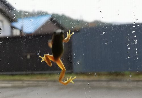 ¡¢Á륬¥é¥¹¤ò¤è¤¸ÅФäÆ