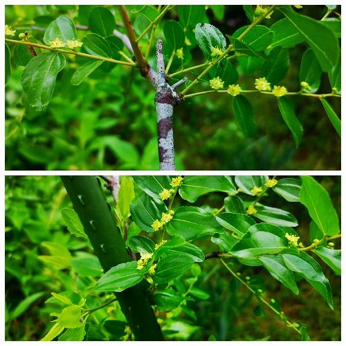 ¥Ê¥Ä¥á¤Î²Ö