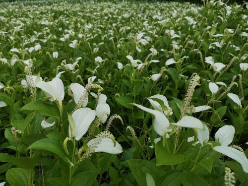 湿地に群生する「ハンゲショウ」