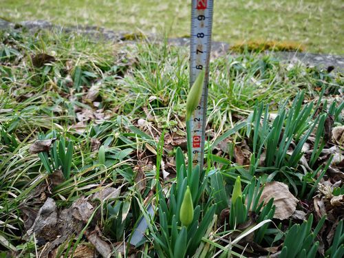 Ĺ����¬�äƤߤ�ȣ���cm�Ǥ�