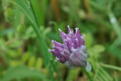 ¥¢¥µ¥Ä¥¤Î¥Í¥®Ë·¼ç