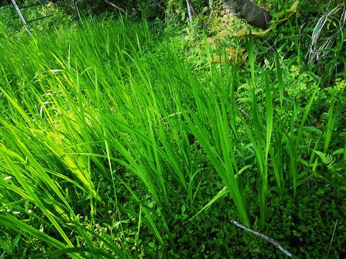 ��������Σ�����ˤϾԳ��Ϥޤ���Ĺ����Ǥ�