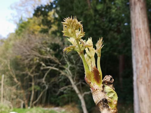 ����β���μ�ޤ���