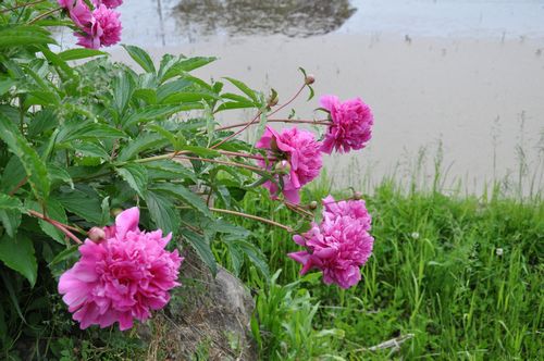 �ޤ�鲤⤢��ΤǤ��Ф餯�ϲ֤�