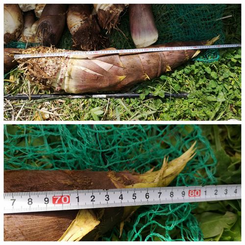 £¸£°¥»¥ó¥Á¤â¤¢¤ê¤Þ¤·¤¿