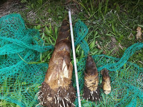 �����Υ�����٤��ޤ���