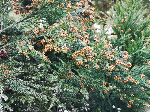 �ޤˤ�äƤ������Ĥ��Ƥ��ޤ�