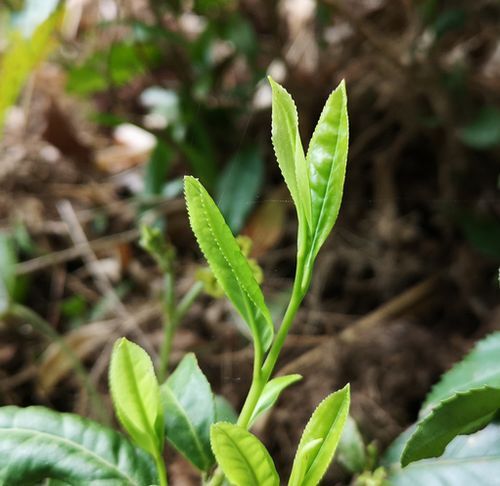 ÃãŦ¤ß¤¬»Ï¤Þ¤ë»þµ¨