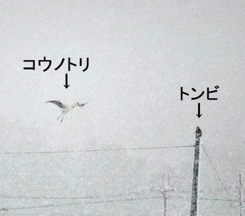 ����ξ����ˡ������(�ȥ�ӡˤ�ȯ��