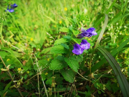 �ʥߥ�������ϲ����ˤ��餭�Ϥ�ޤ���