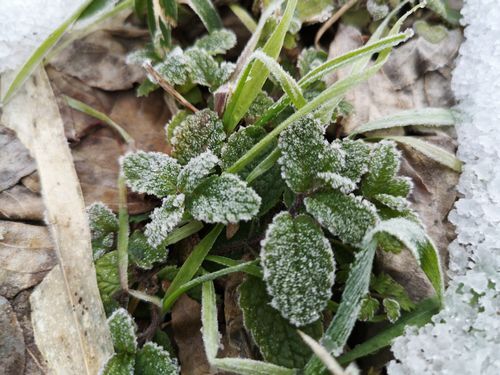 ¥ß¥ó¥È¤âº½Åü¤ò¤Þ¤Ö¤·¤¿¤è¤¦¤Ë