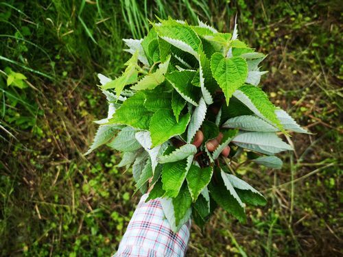 ���٤Ƹ��뤿����®�������μ褷�ޤ���