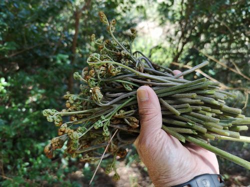 �Ҽꤤ�äѤ��ˤʤ�ޤ���