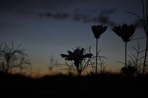こうして、暑い暑い夏は暮れていったのでした。