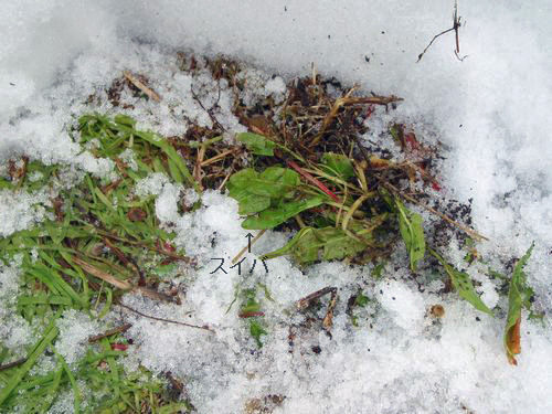 �����Сʤ��ǲʡˤ�����ޤ���